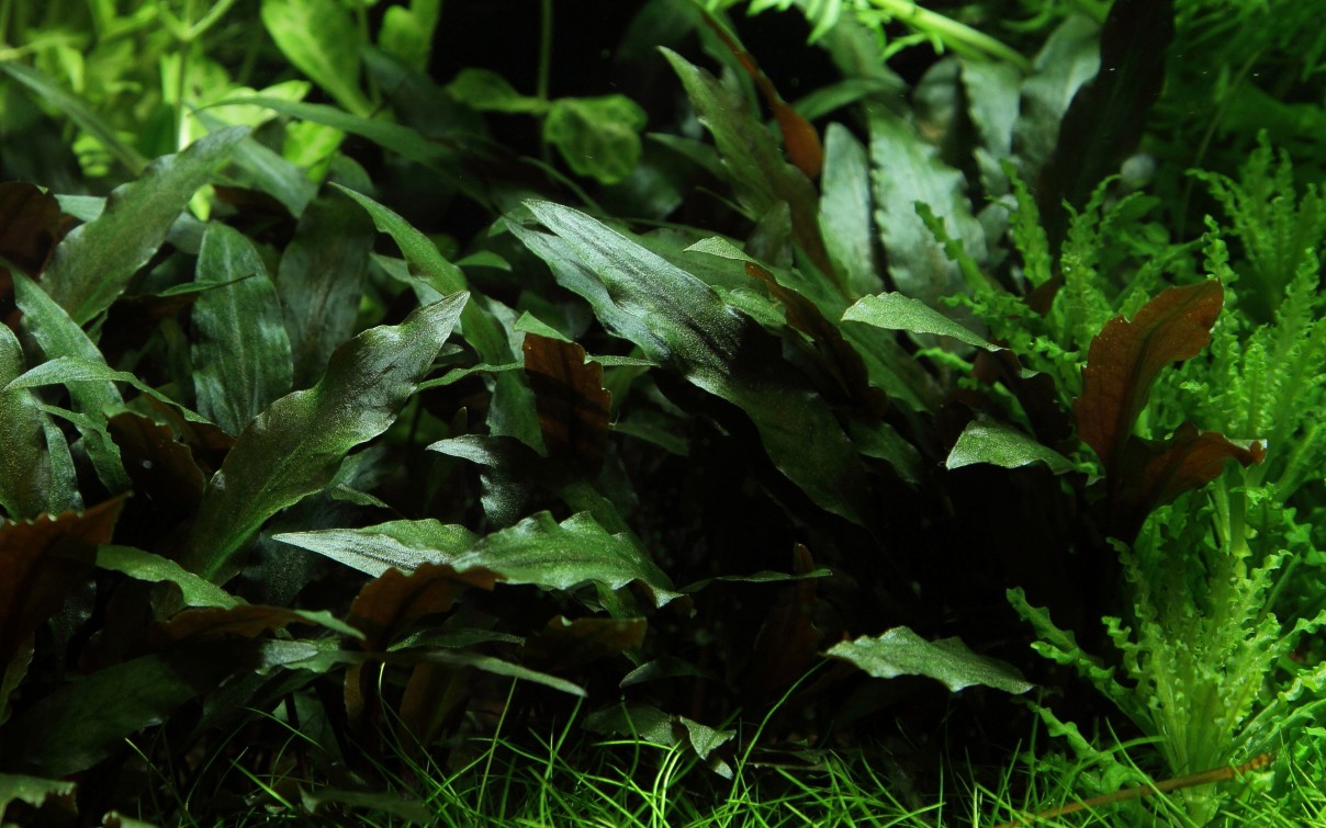 Image of Cryptocoryne beckettii 'Petchii'