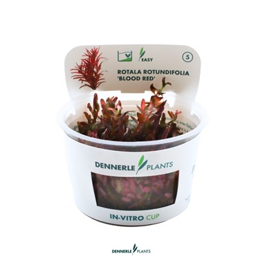 Mistake: Choosing Red Plants Before Matching Light and Nutrients
