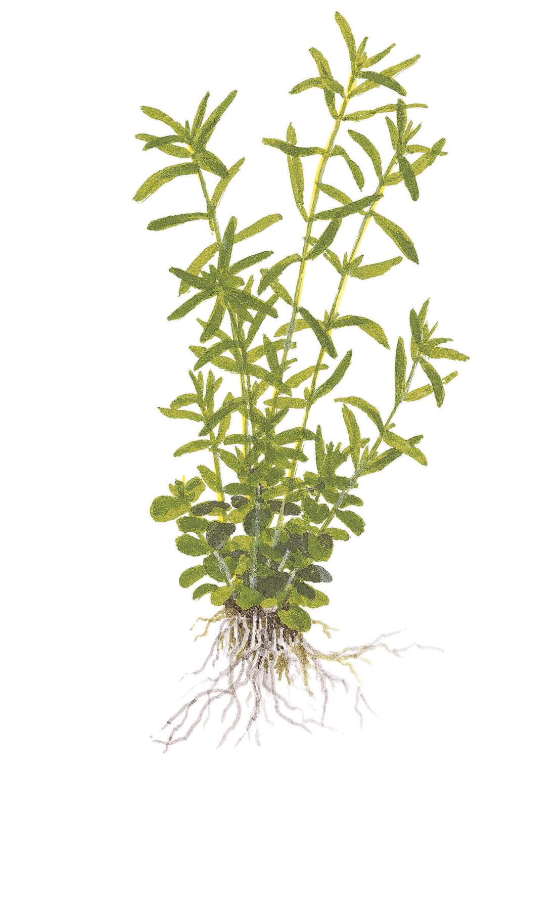 Image of Rotala rotundifolia Green