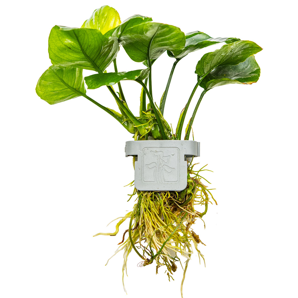 Image of Anubias barteri Coin Leaf 2