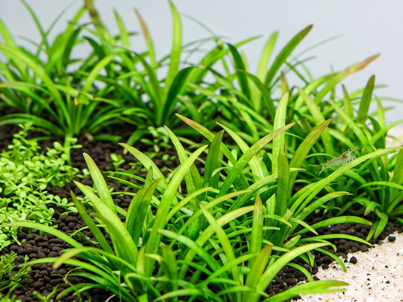 Image of Sagittaria subulata