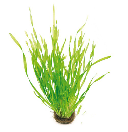 Vallisneria: Creating a Natural Backdrop