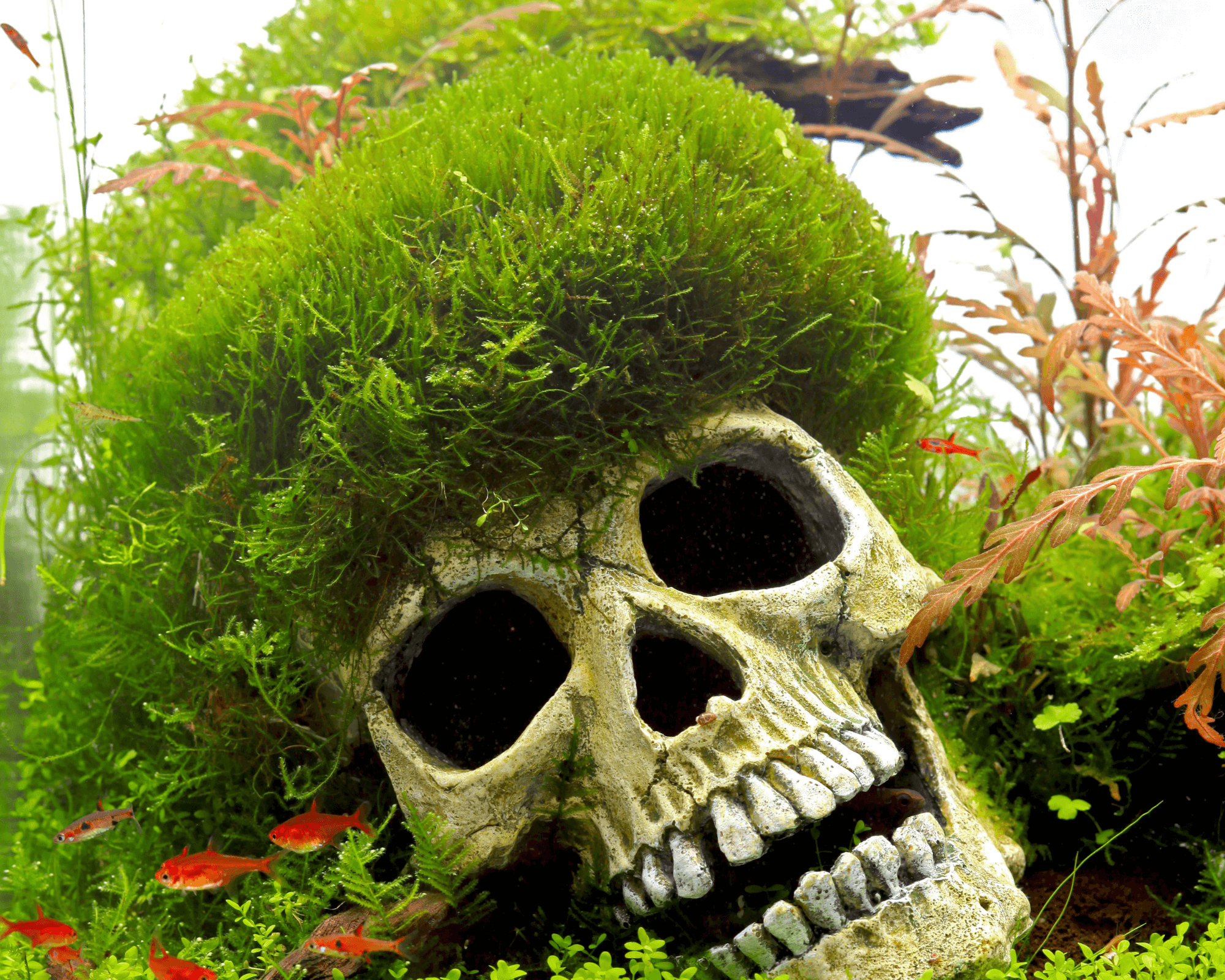 Image of Taxiphyllum sp Flame Moss