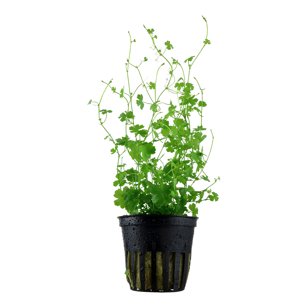 Image of Hydrocotyle tripartita