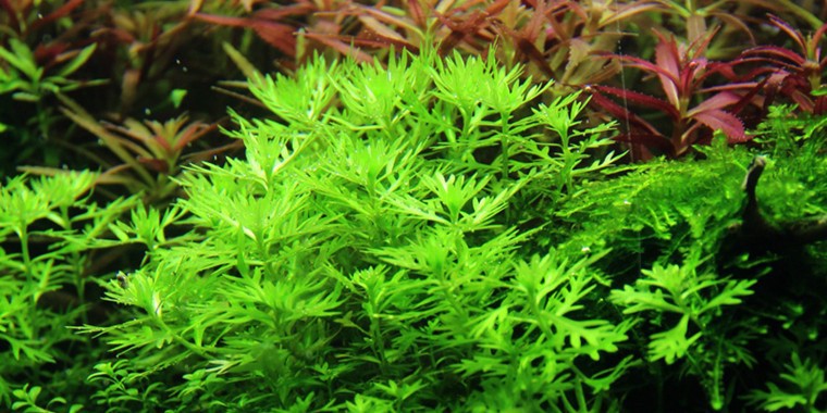 Image of Hottonia palustris