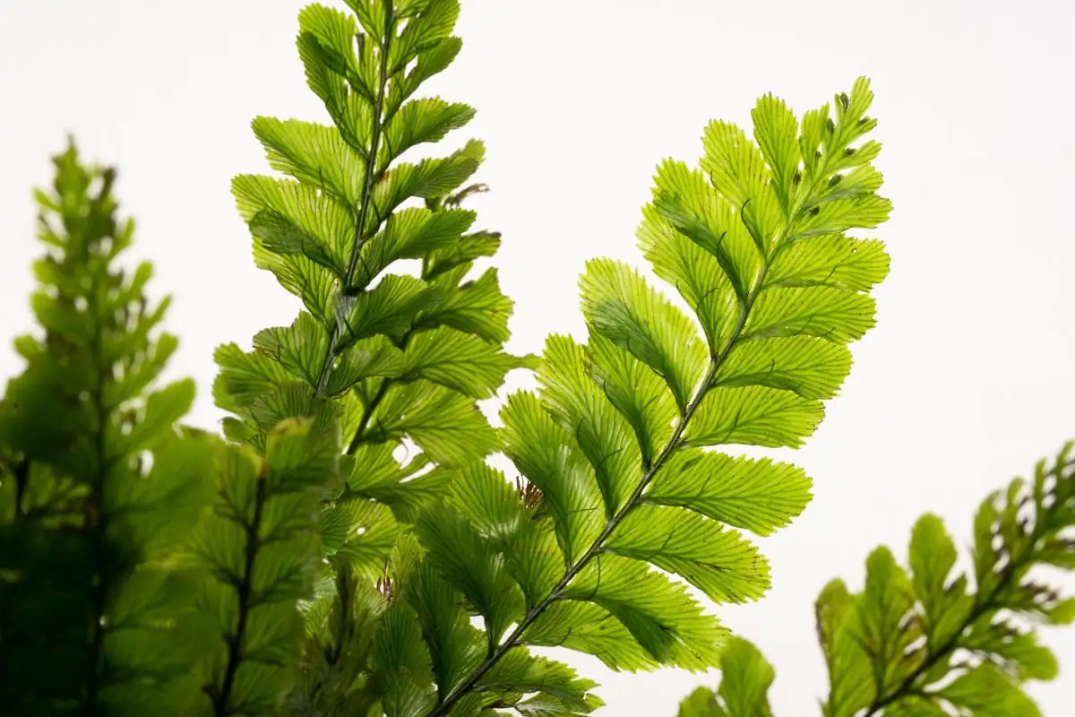 World of Aquatic Ferns