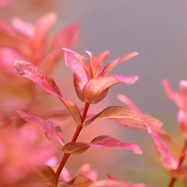 Rotala Types and Care Guide