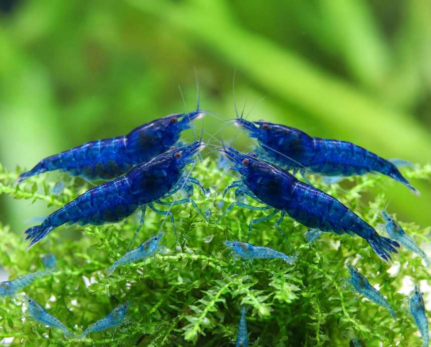 Bloody Mary Shrimp and Christmas Moss Care