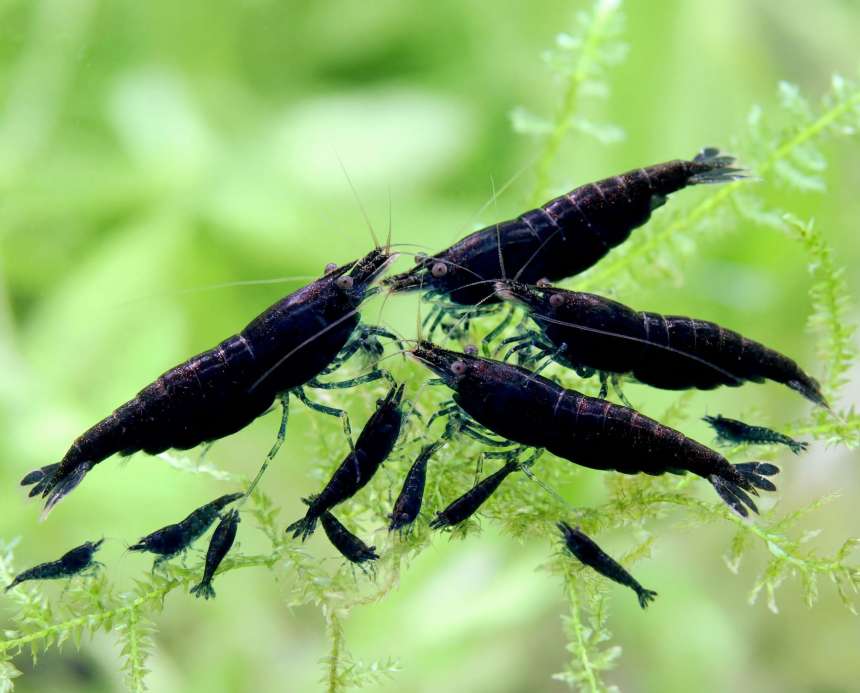 Blue Dream Shrimp (Neocaridina davidi) Care Guide