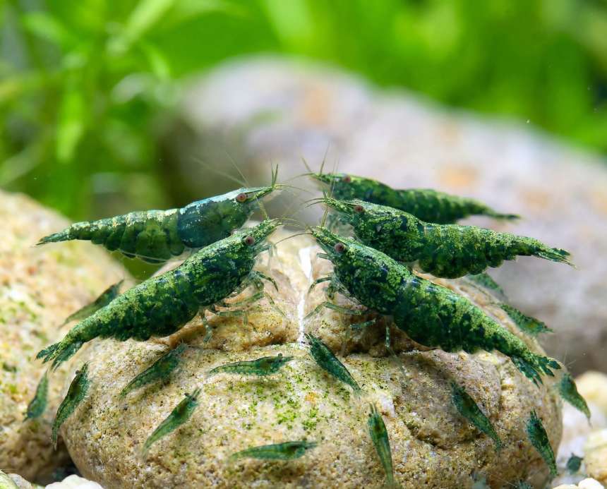 Blue Dream Shrimp (Neocaridina davidi) Care Guide