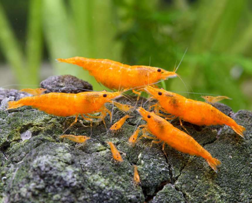 Blue Jelly Shrimp: Neocaridina davidi