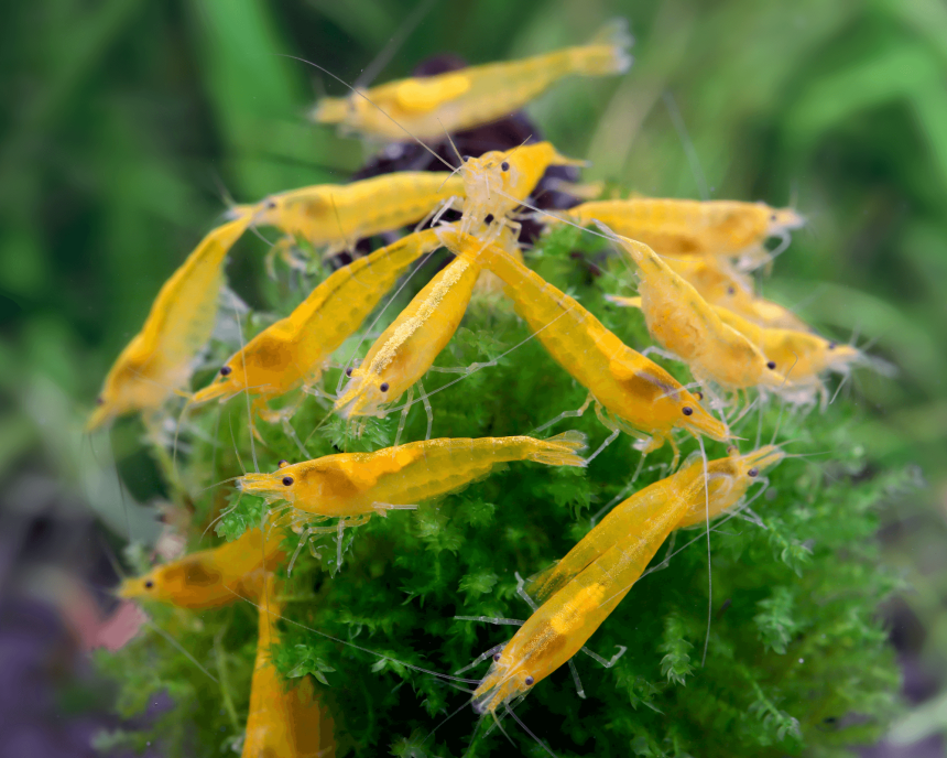 Orange Fire Shrimp: A Vibrant Neocaridina davidi Variant
