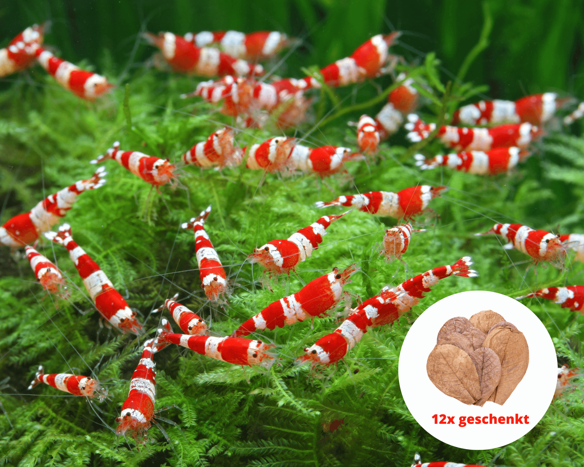 Sophisticated Red Bee Shrimp