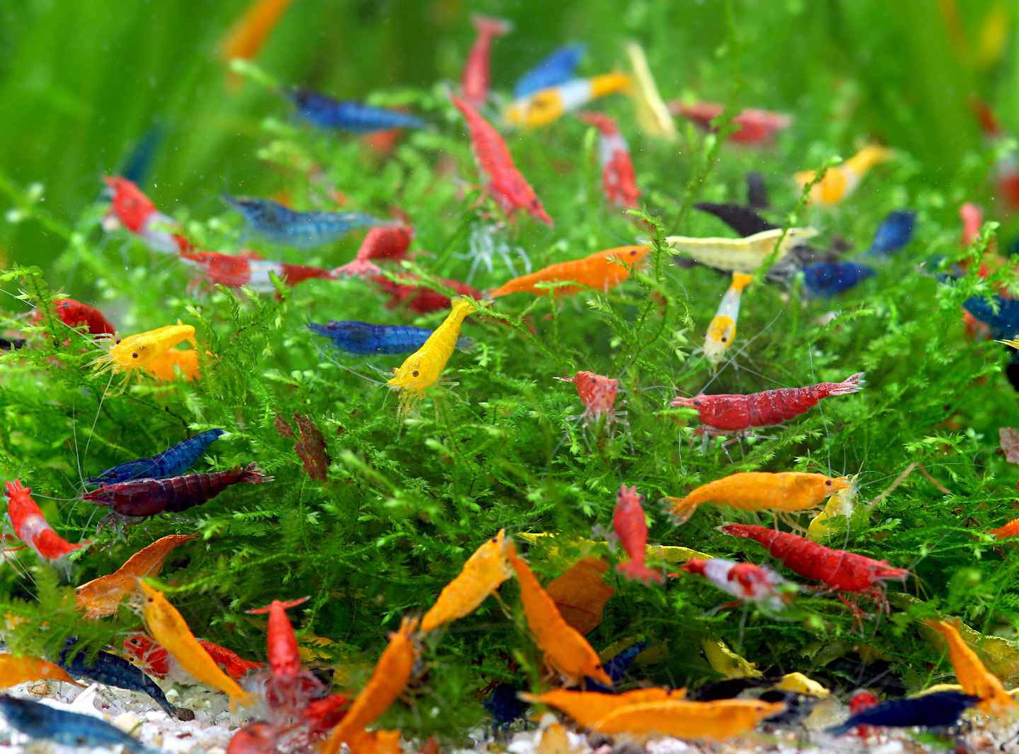 Taxonomy and Habitat