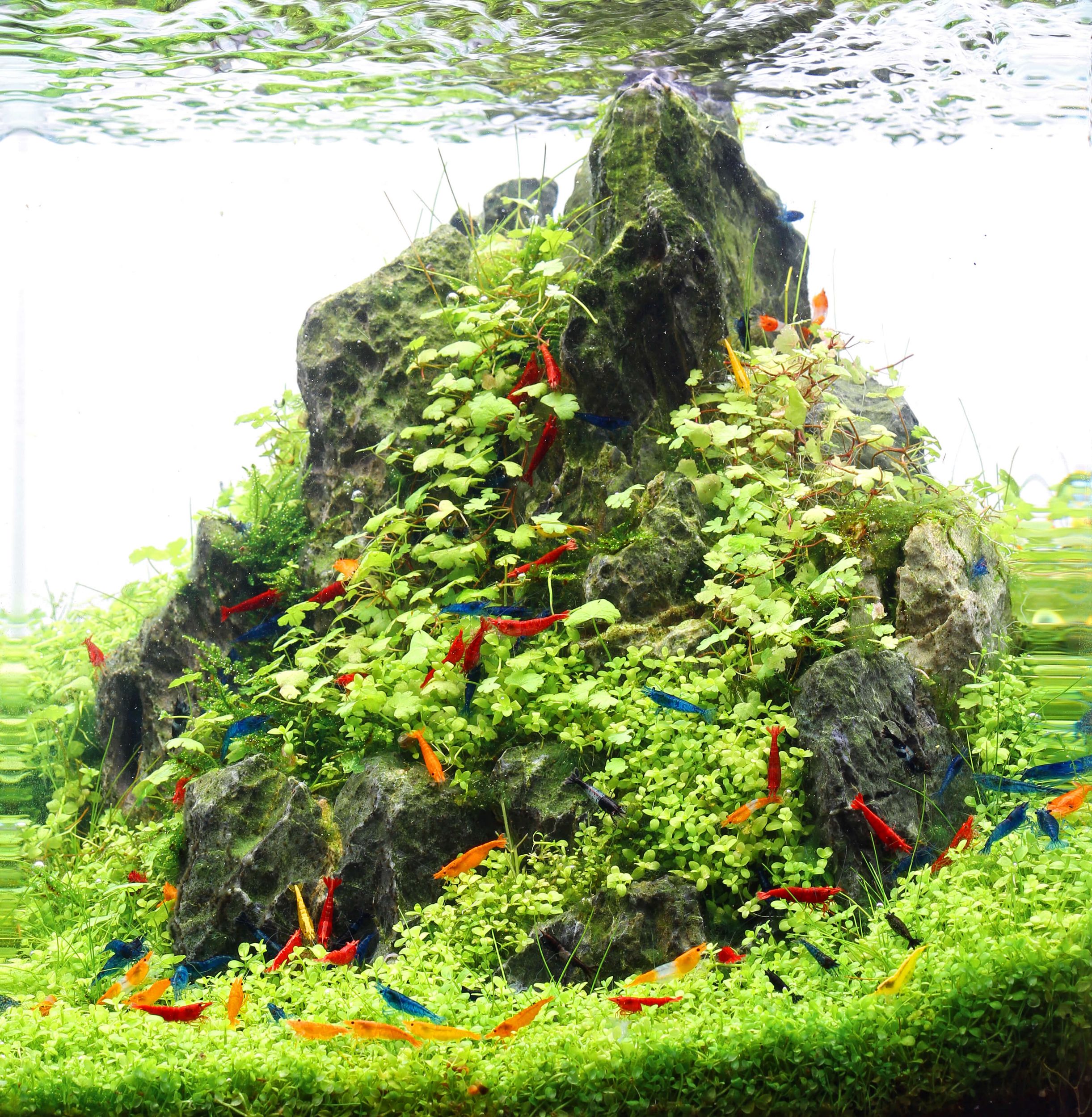 Water Parameters