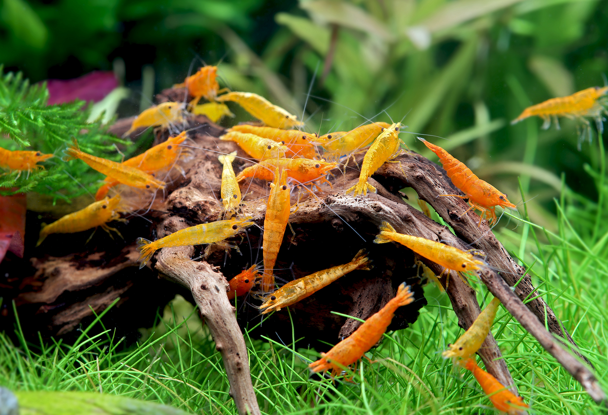 Feeding and Diet