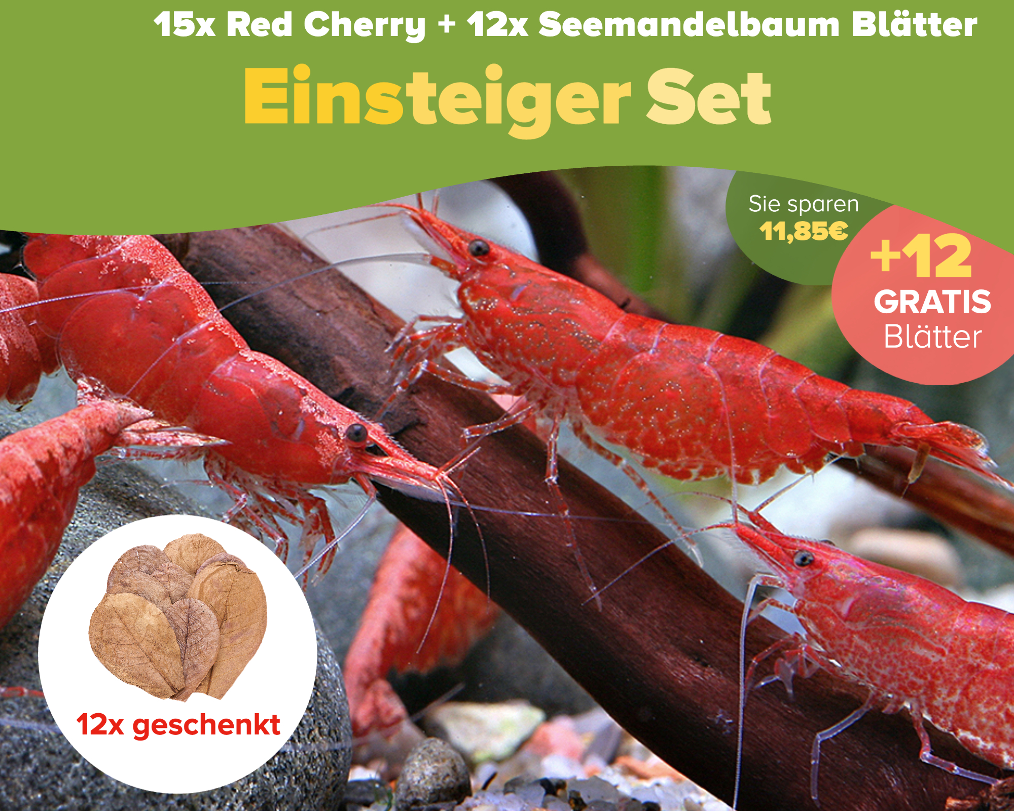 Red Cherry Shrimp: The Beginner Favorite