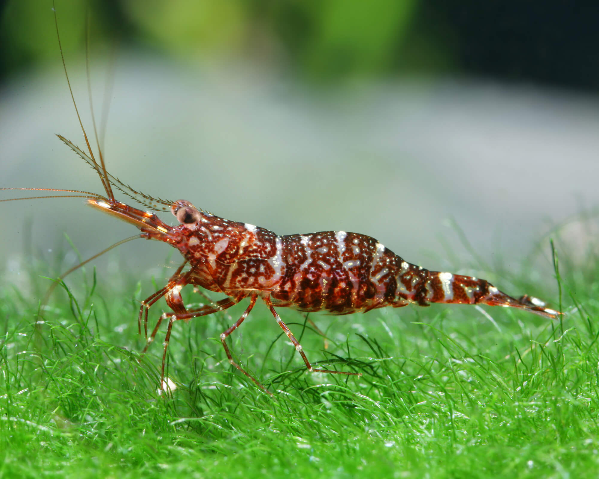 Molting and Breeding