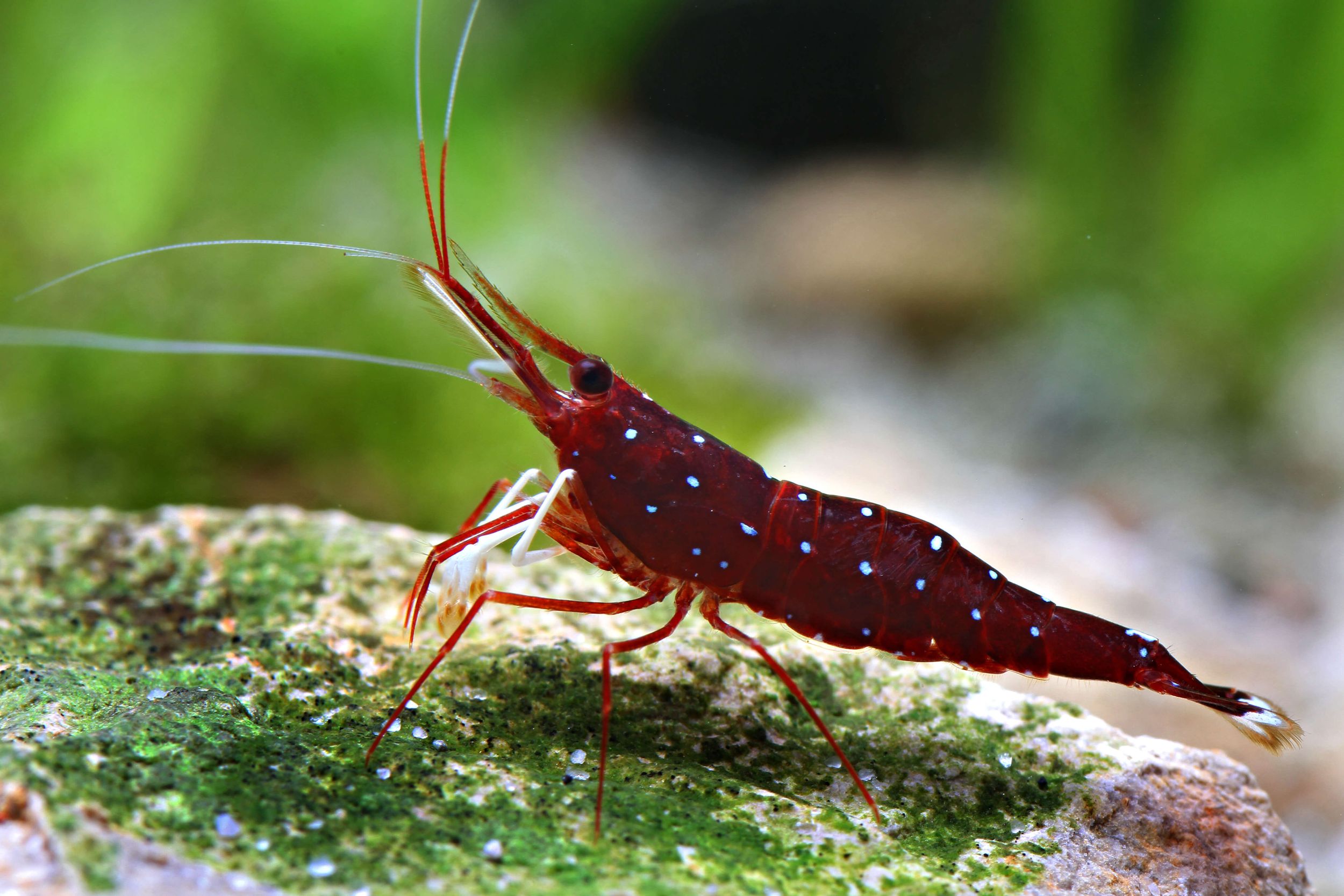 Habitat Requirements