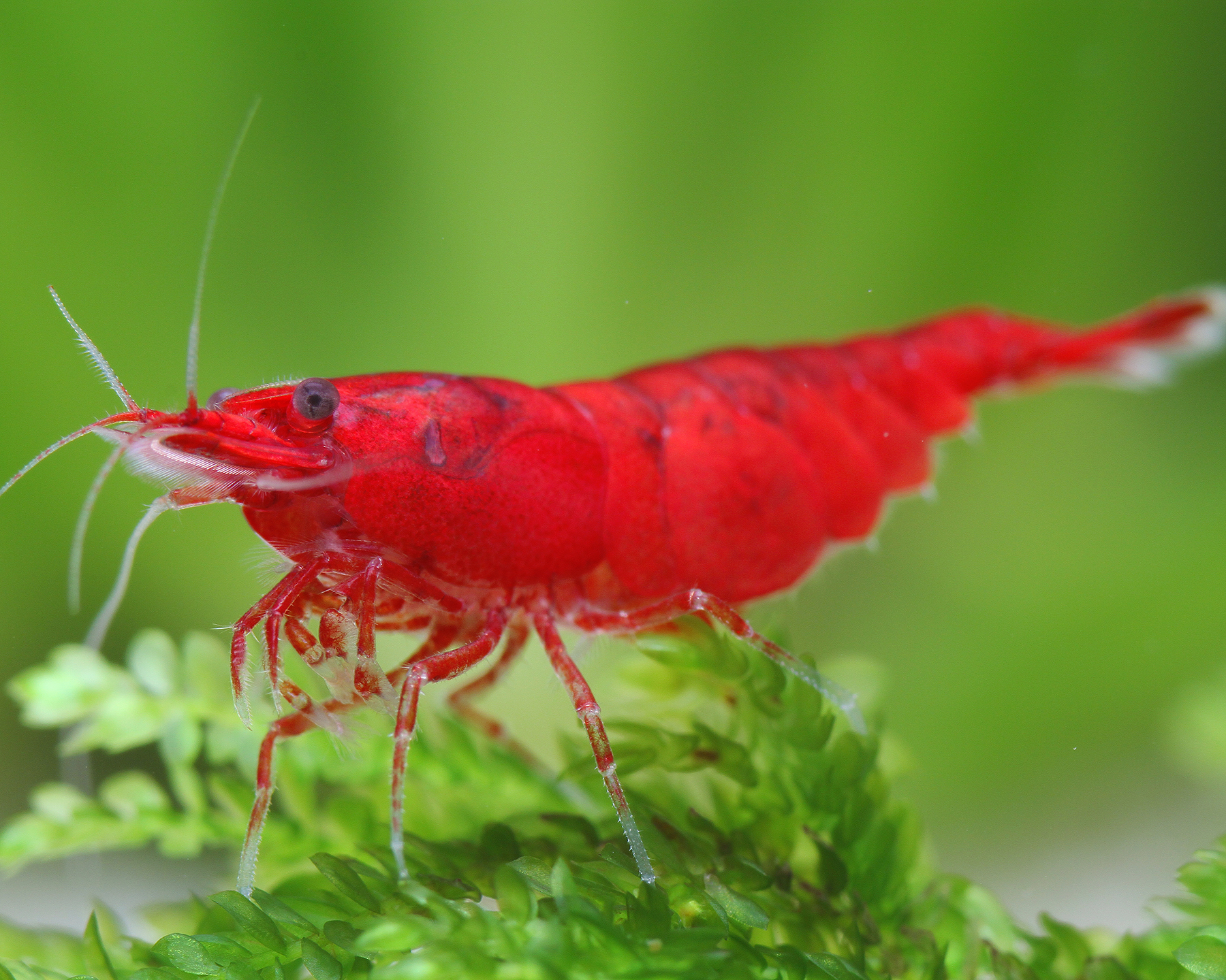 The Elegant Bloody Mary Shrimp