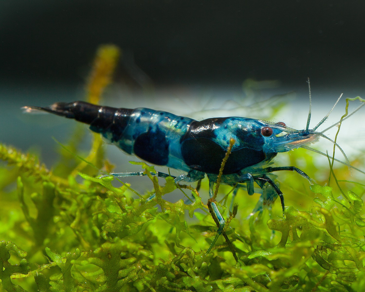 Aquarium and water parameters