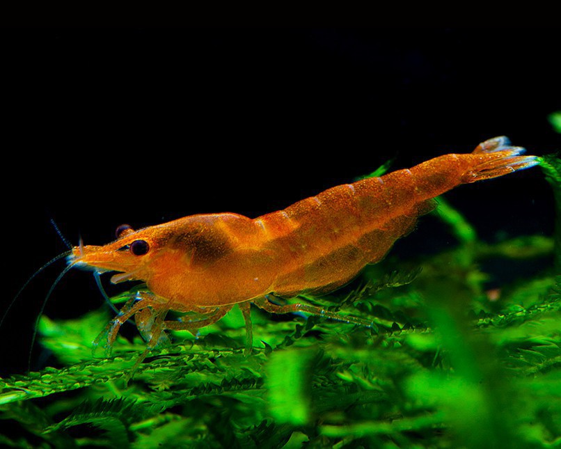 Tank mates