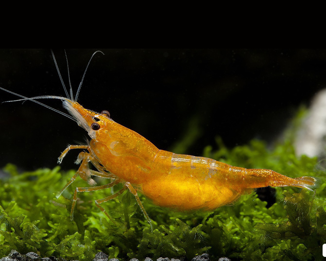 Molting and health