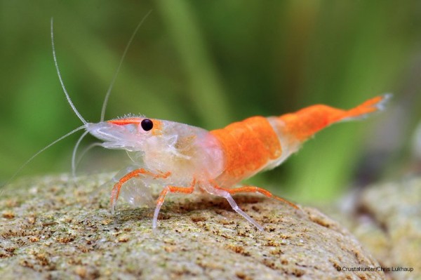 Identification and taxonomy
