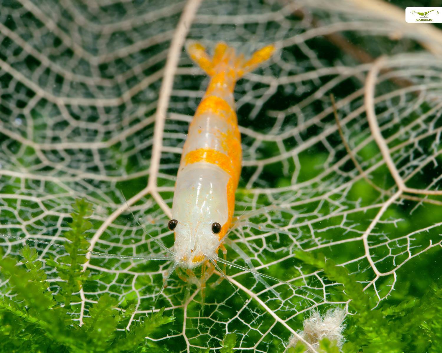 Orange Rili Shrimp