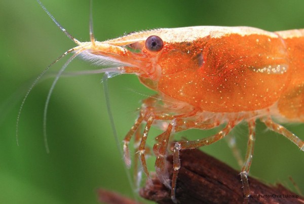 Aquarium conditions