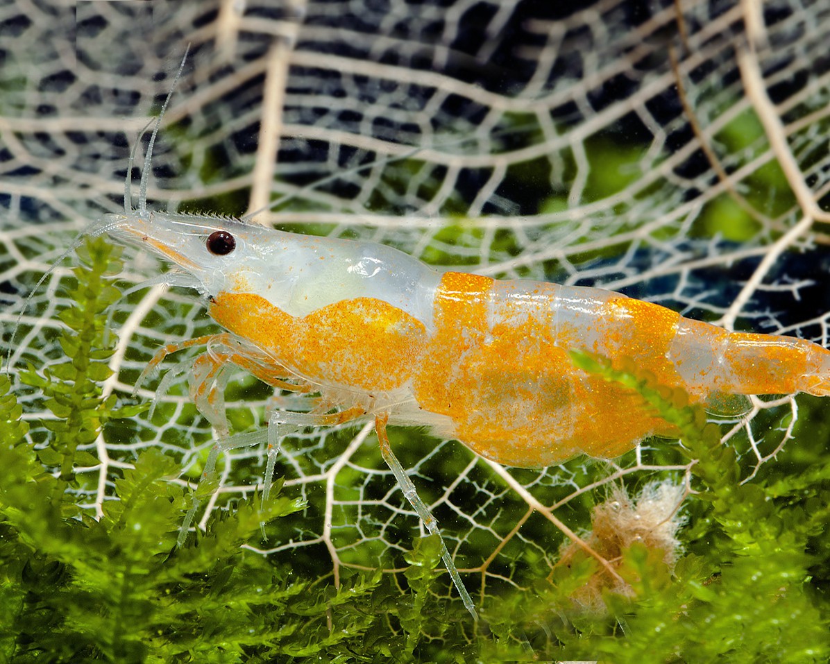 Feeding