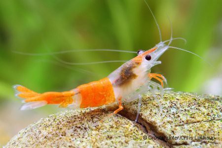 Molting and health