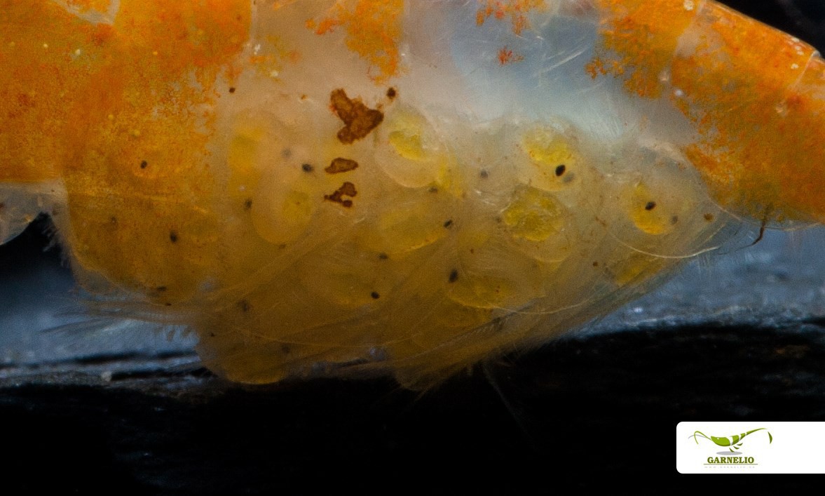 Orange Rili Shrimp