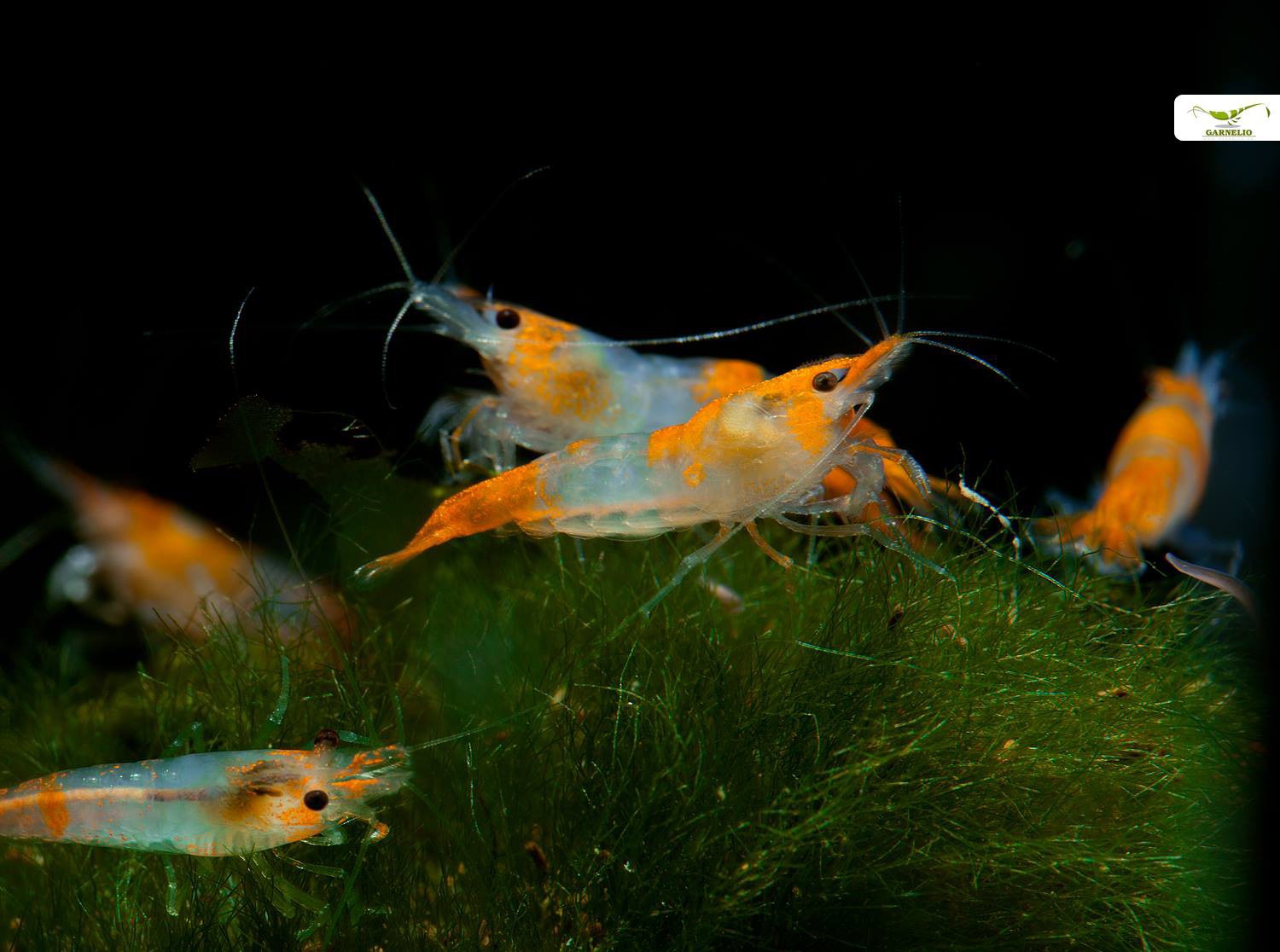 Orange Rili Shrimp