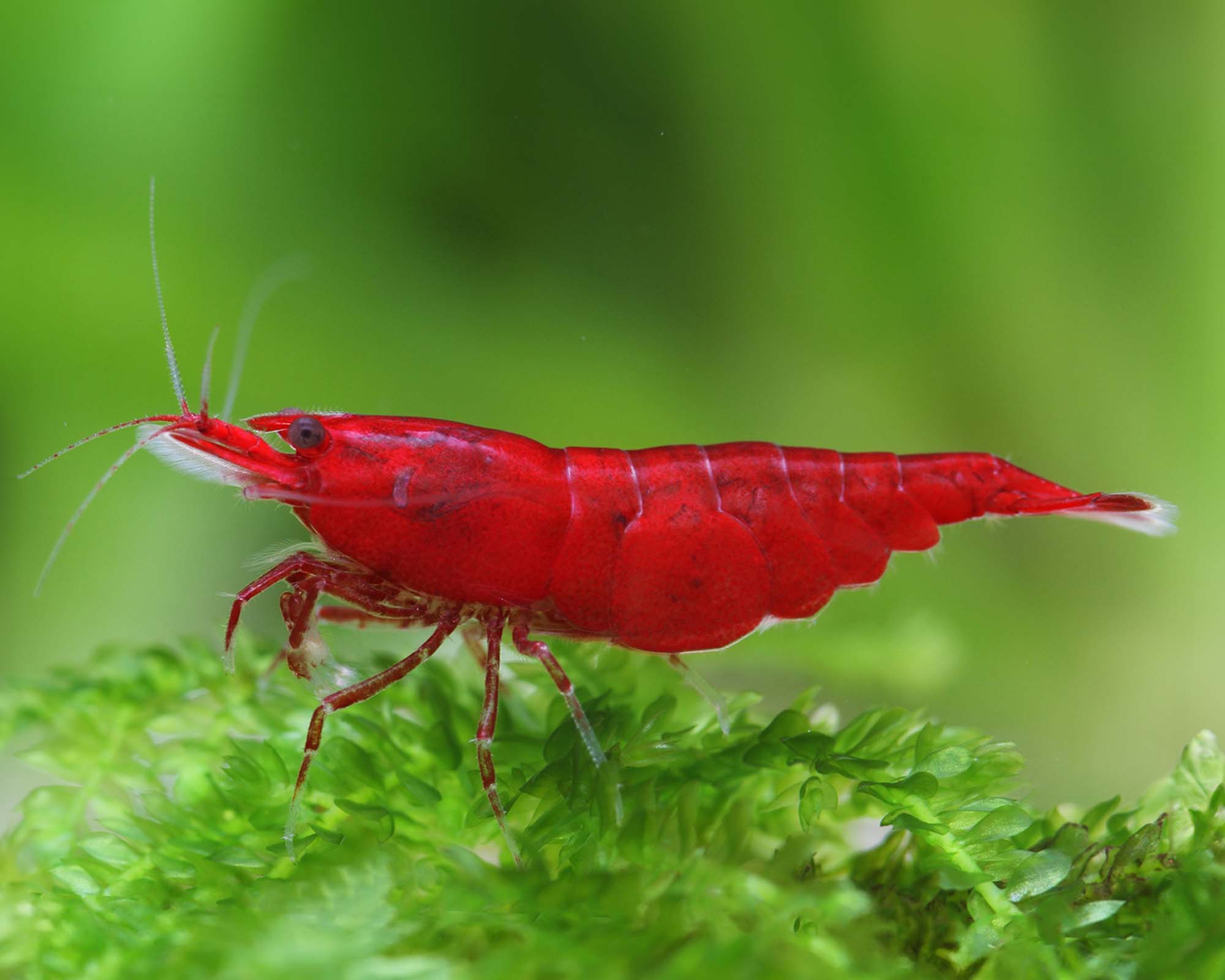 Start with your water, not the shrimp color