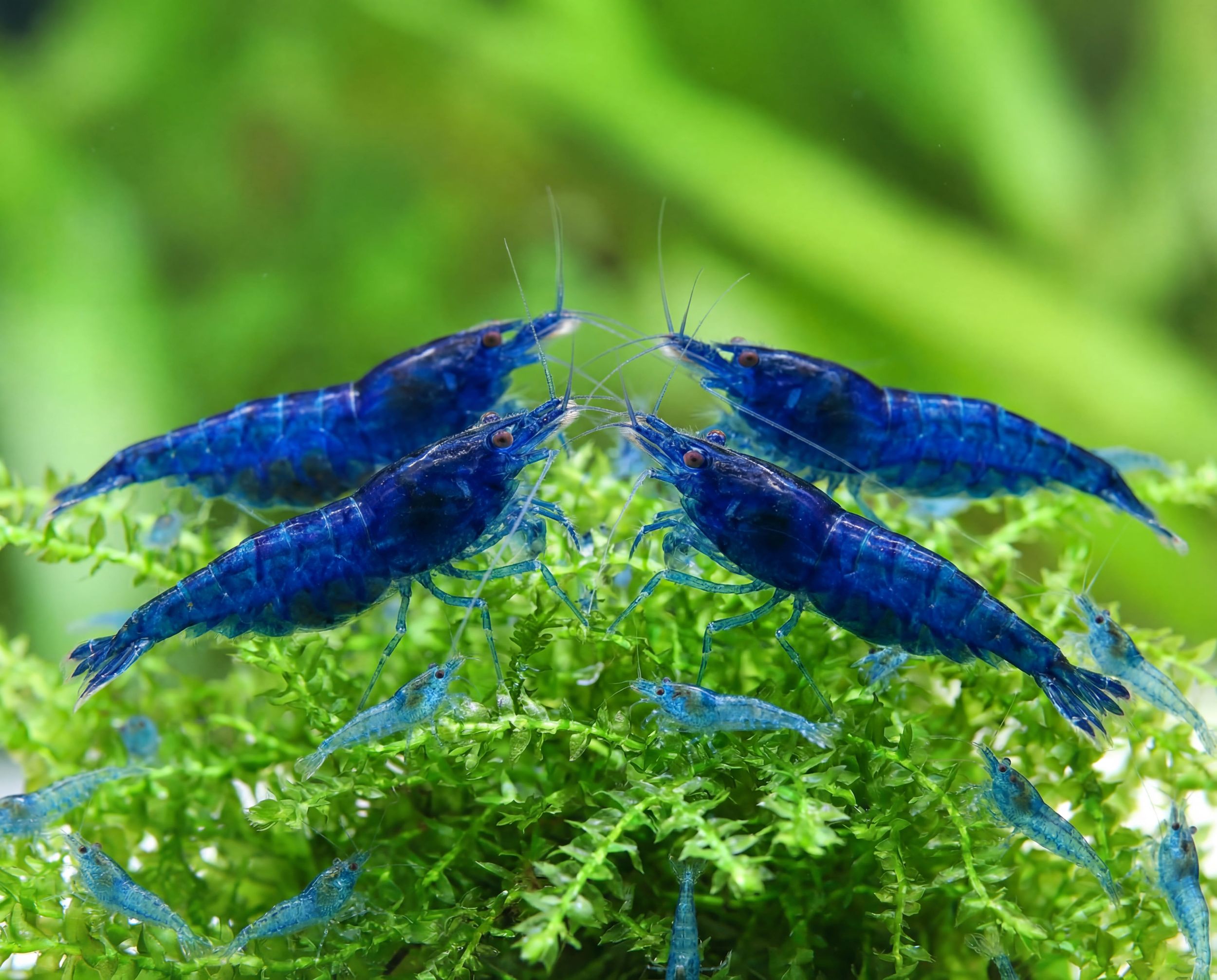 Neocaridina: the simpler route for many planted nano tanks
