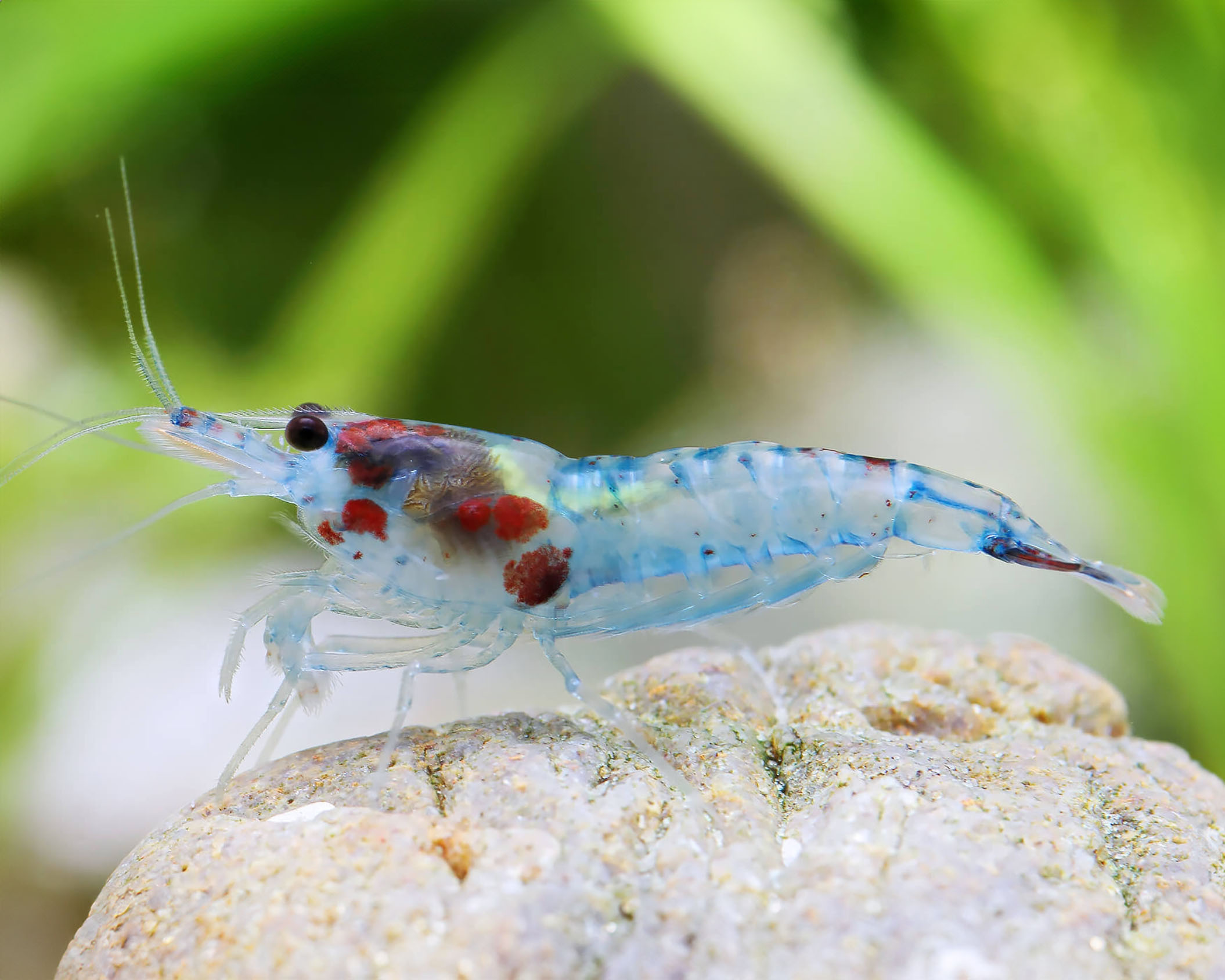 Use berried females as a signal to review capacity, not as a reason to panic