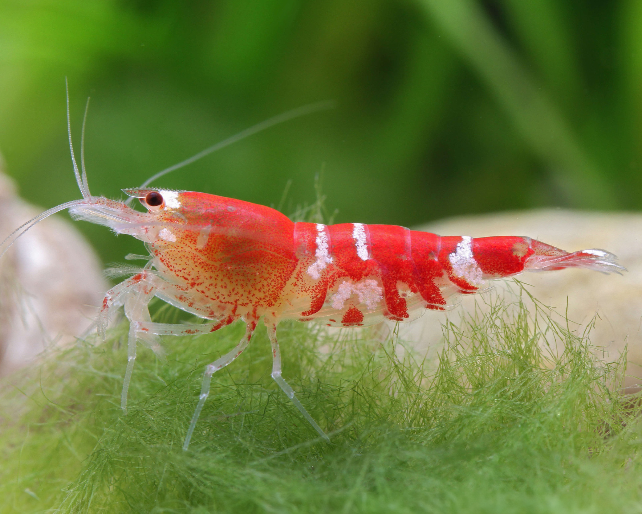 Caridina: choose control over convenience