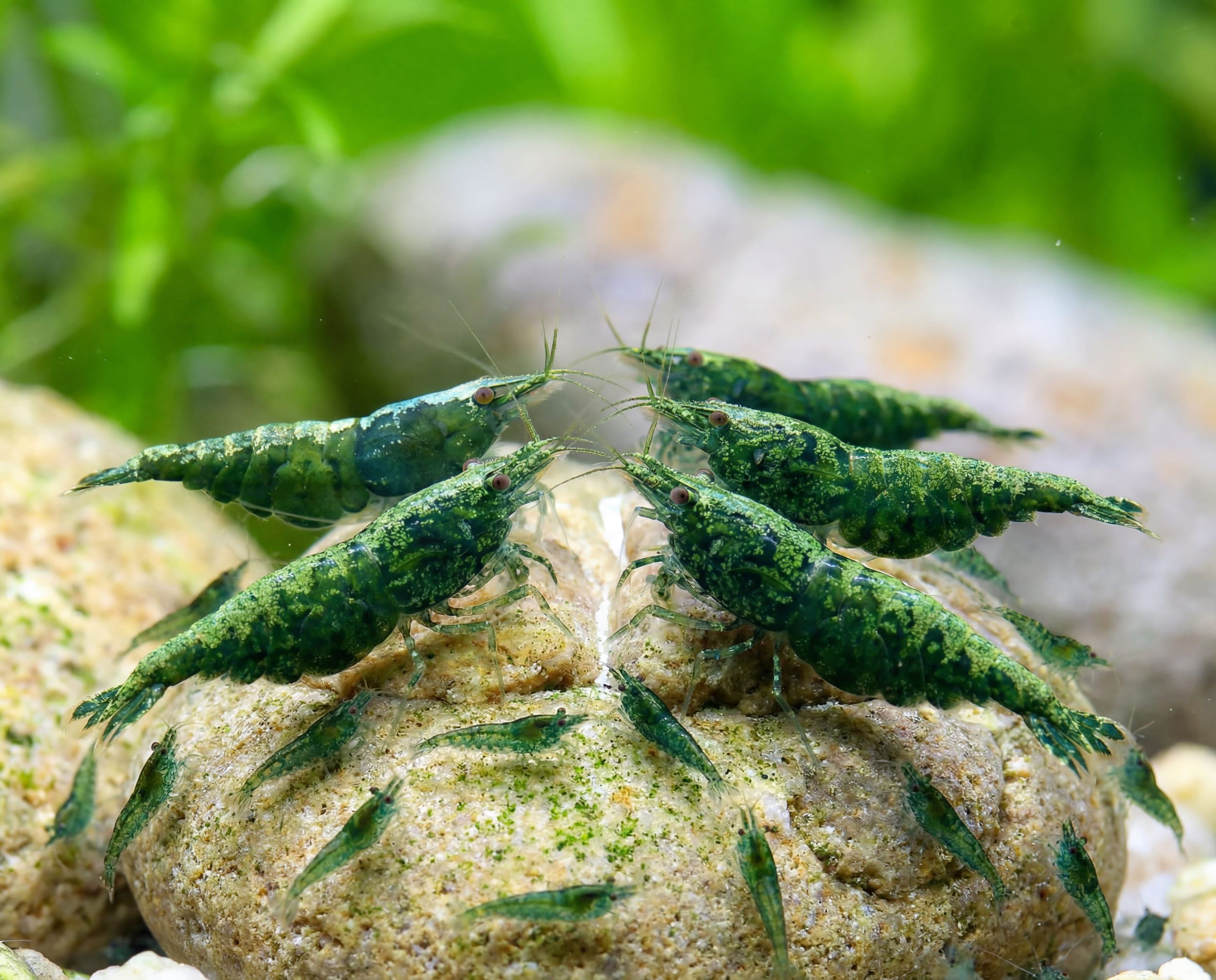 Green Jade Shrimp: Nature-Inspired Color