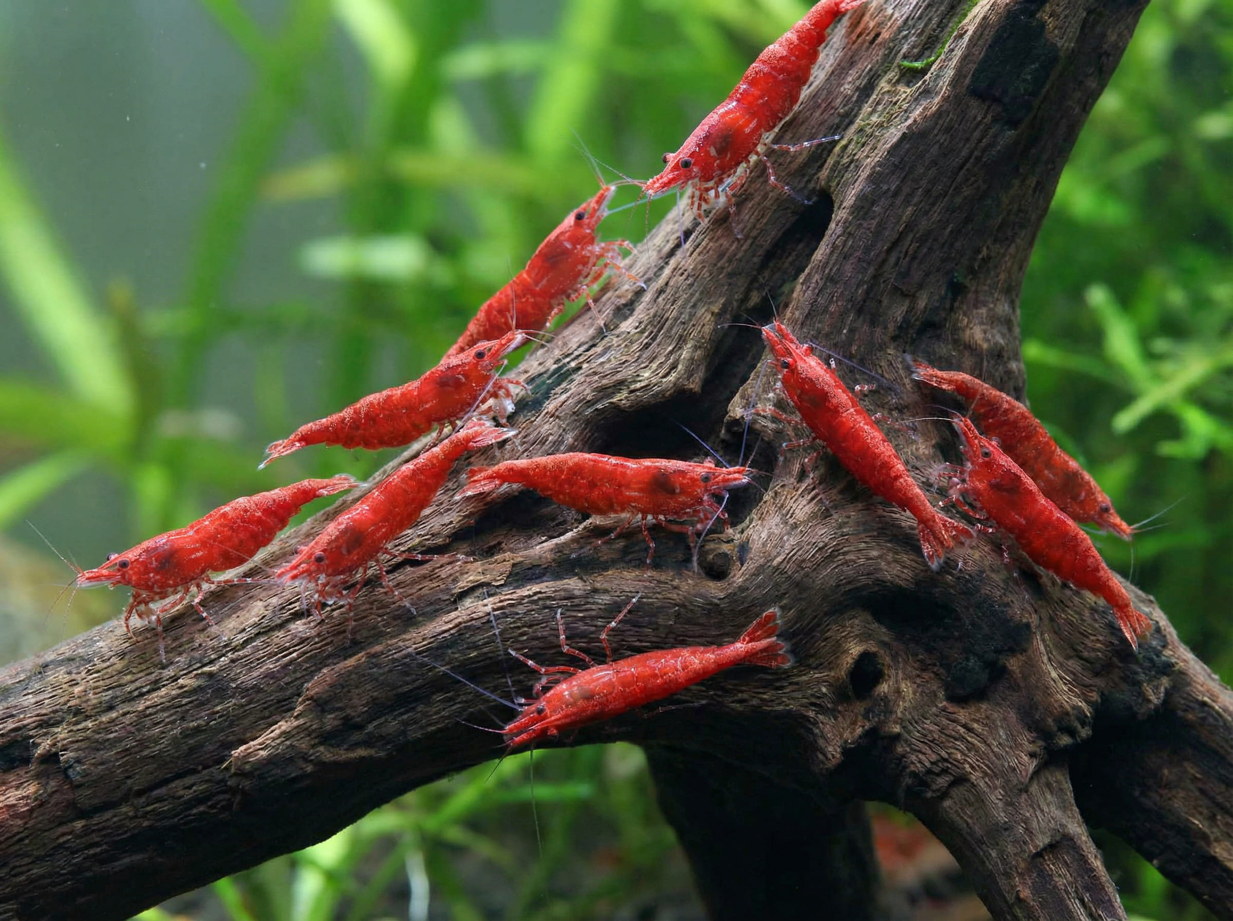 Feed by observation, not by the number of shrimp in the tank