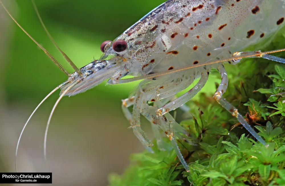 Image of amano shrimp caridina multidentata yamato shrimp