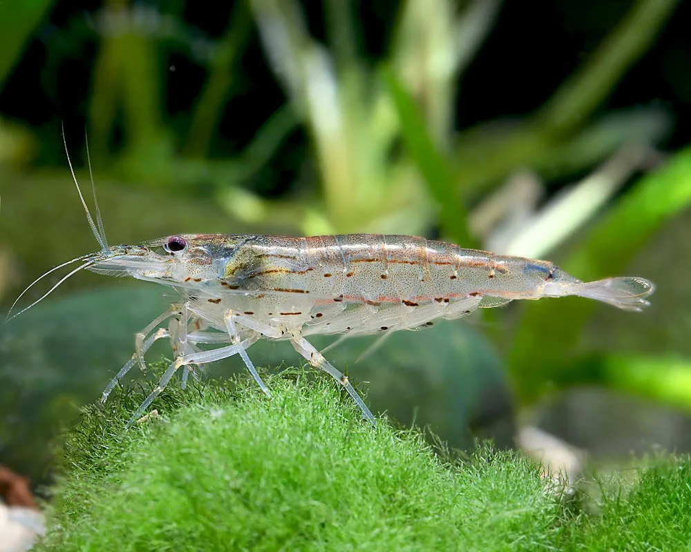 Image of amano shrimp caridina multidentata yamato shrimp