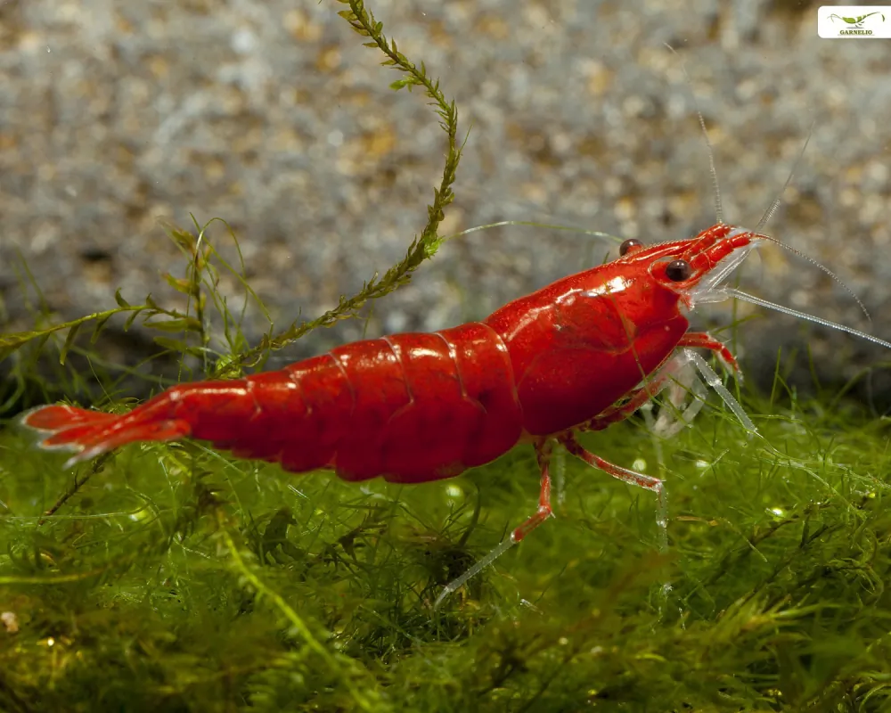 Image of bloody mary shrimp neocaridina davidi