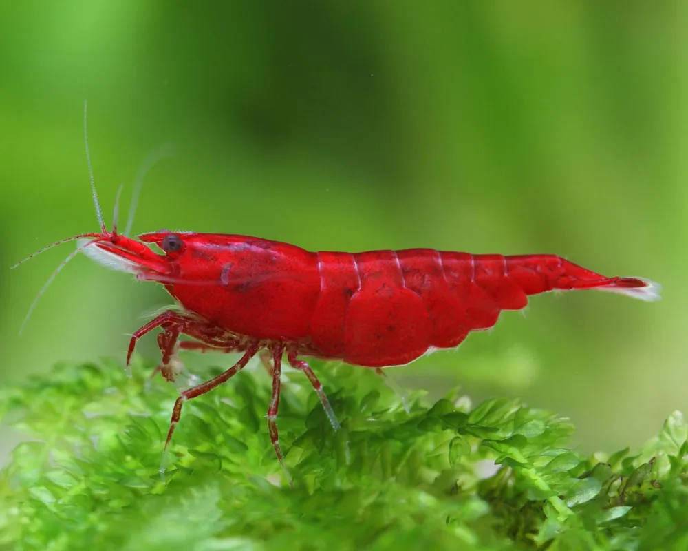 Image of bloody mary shrimp neocaridina davidi