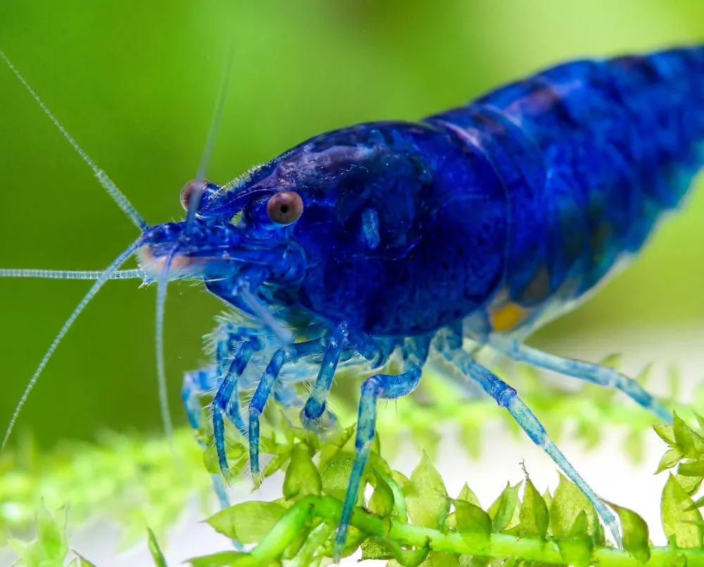Image of blue dream shrimp blue velvet shrimp neocaridina davidi