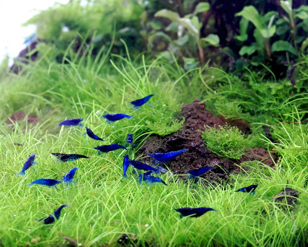 Image of blue dream shrimp blue velvet shrimp neocaridina davidi