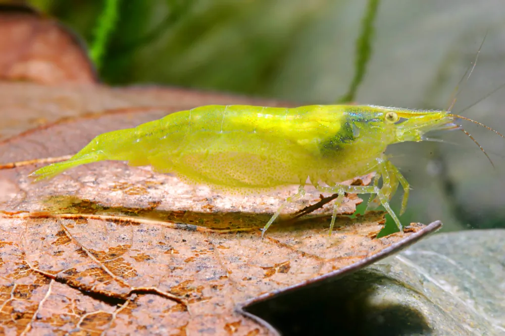 Caridina babaulti (Green Babaulti Shrimp)