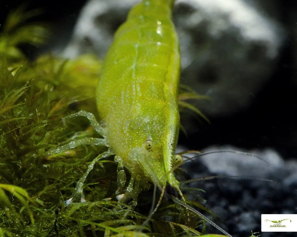 Image of giftgruene zwerggarnele caridinia babaulti var green