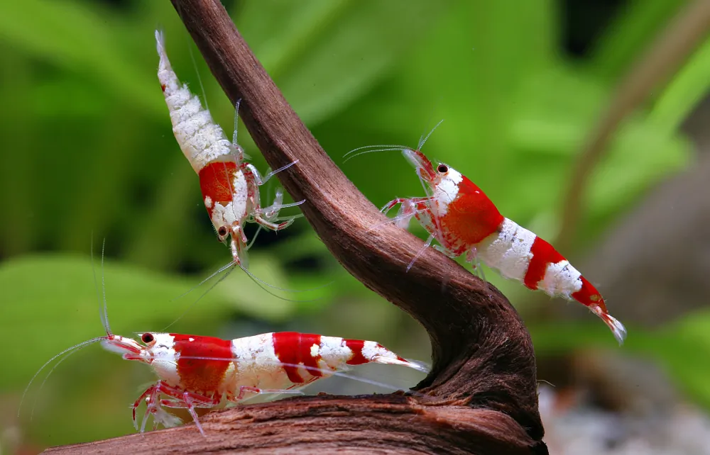 Image of red bee shrimp k4 dnz caridina logemanni red bee