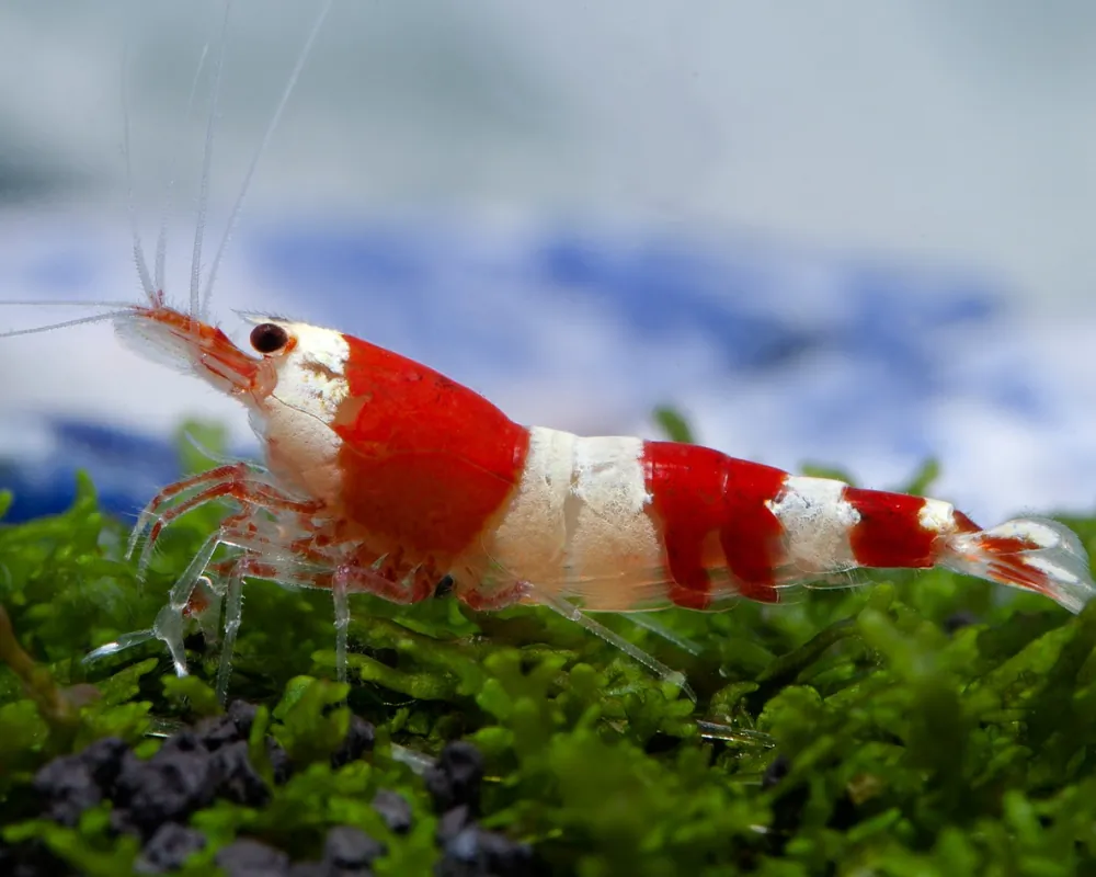 Image of red bee shrimp k4 dnz caridina logemanni red bee